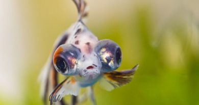 pet fish