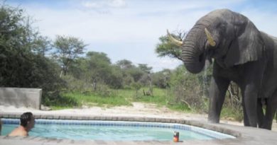 Tourists Were Having A Pool Party When Suddenly THIS Appeared Out Of Nowhere!(VIDEO)