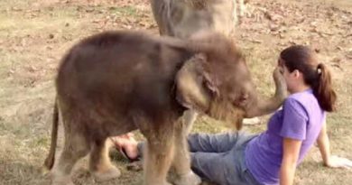 Baby Elephant Touches Woman’s Face For First Timе, Is Surprised When She Can’t Find Her Trunk (VIDEO)