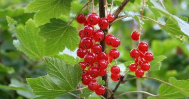 currant