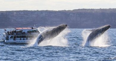 humpback whales