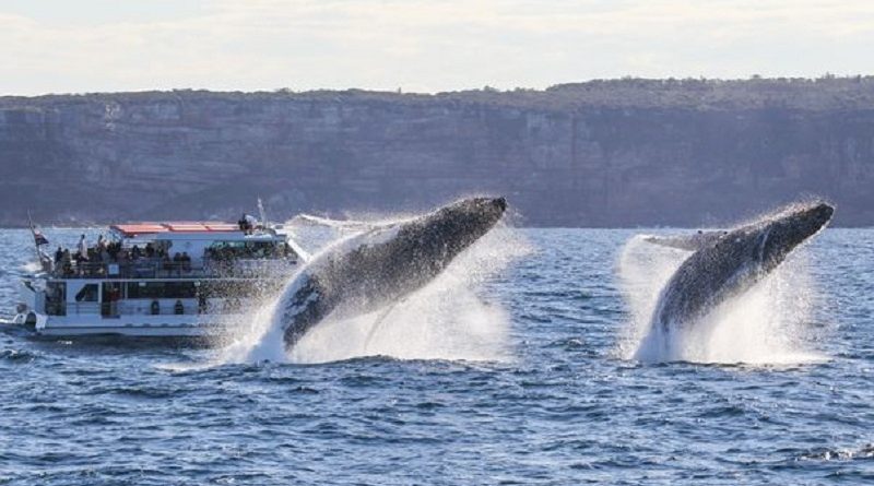 humpback whales