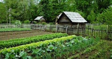 homesteading