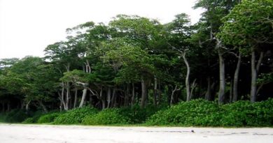 Havelock Island – Andaman Islands, India (VIDEO)