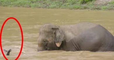 Elephant Races Into Water When She Sees The Little Trunk Of A Drowning Calf (VIDEO)