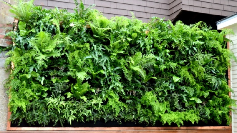 Wall Garden - Vertical Garden Installation & Operation