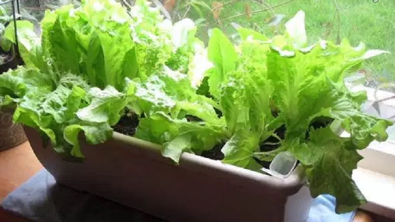 5 Proven Ways to Growing Lettuce Indoors & in Containers Year Round