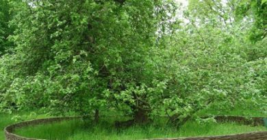 famous apple tree