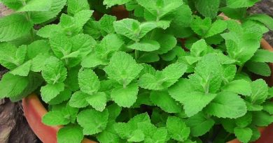 All About Growing Mint (VIDEO)