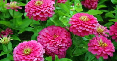 zinnias