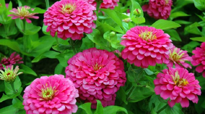 zinnias