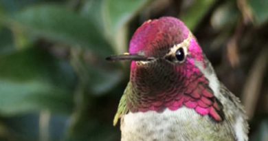 Hummingbird