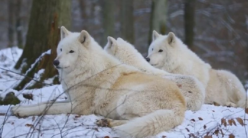 arctic wolves