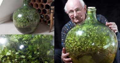 Thriving Bottle Garden Hasn’t Been Watered in Over 40 Years (VIDEO)