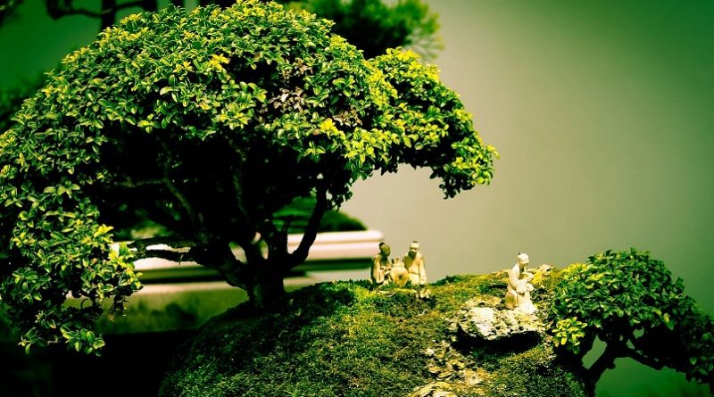 bonsai tree