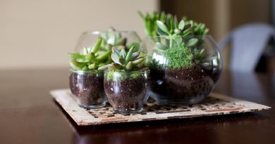 cactus terrarium