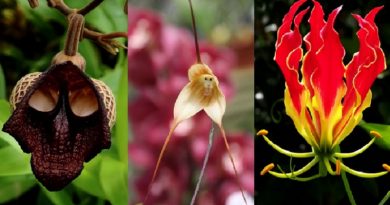 Top 10 Most Beautiful But Strange Flowers (VIDEO)