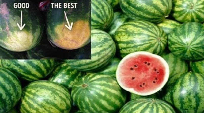 Watermelon