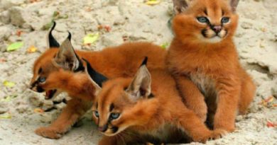 This Strange Wild Cat Is Called A Caracal… And It Might Just Be The Cutest Animal In The World.