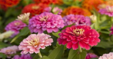 Zinnia