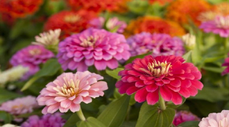 Zinnia