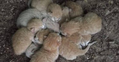 8 kittens