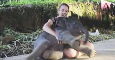 A Baby Elephant Sits Downs Next To A Woman… When He Does THIS, She’s Shocked! (VIDEO)