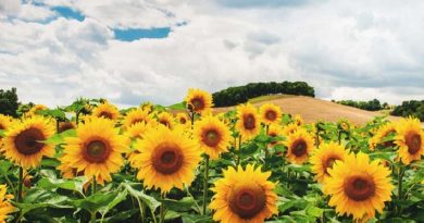 sunflowers