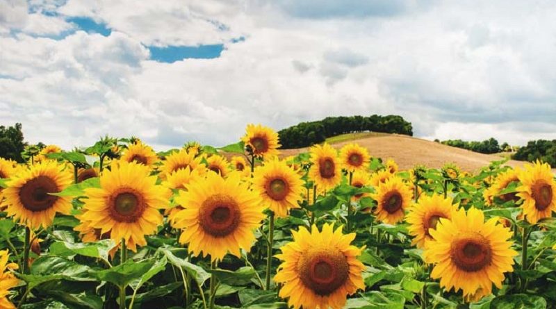 sunflowers