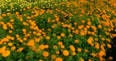 Marigold Flower Garden In Bangladesh How To Plant, Grow, And Care (VIDEO)