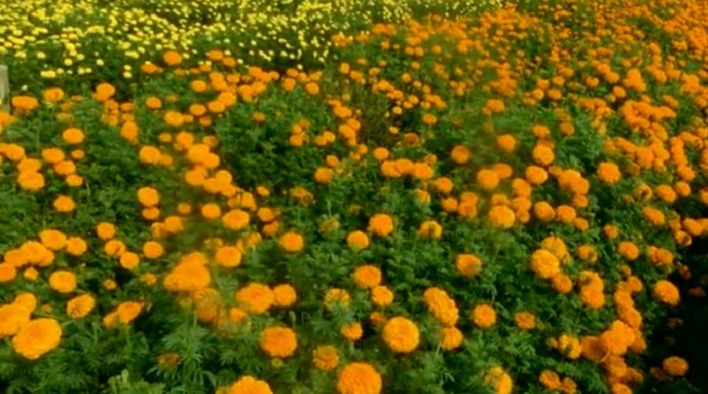 Marigold