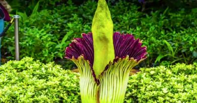 Corpse Flower Timelapse Video: Chicago Botanic Garden (VIDEO)