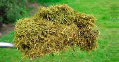 Grass Clippings