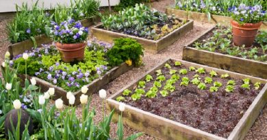 bed gardens