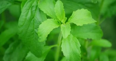 Stevia