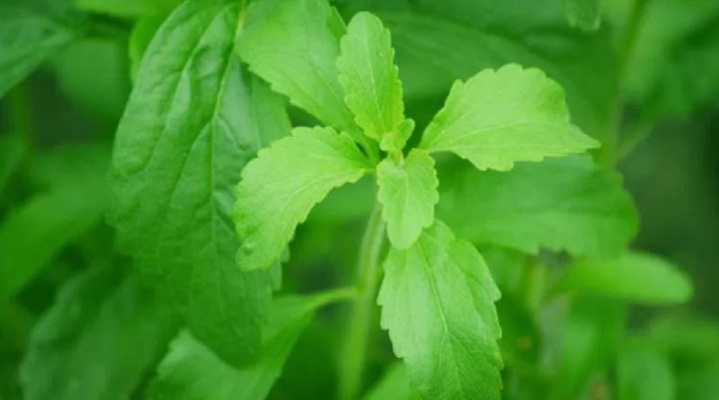 Stevia