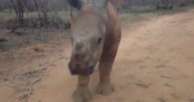 Baby Rhino Invents A New Morning Walk Routine Called The Drunk Crab Walk! (VIDEO)