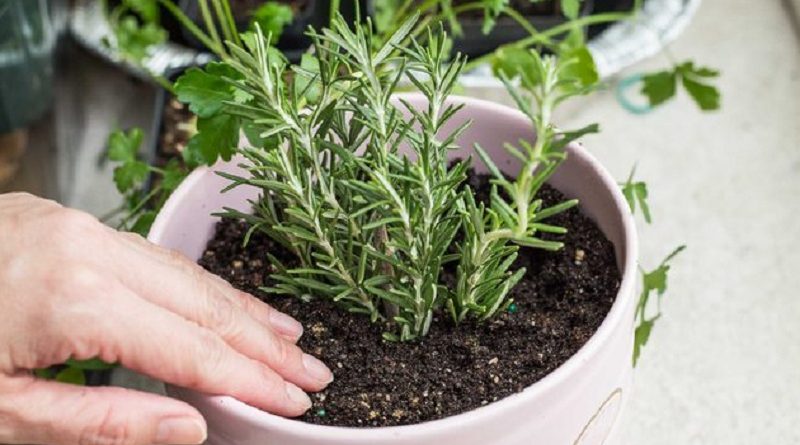 How To Grow ROSEMARY From CUTTINGS!