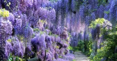 Wisteria