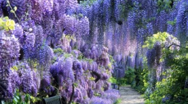 Wisteria