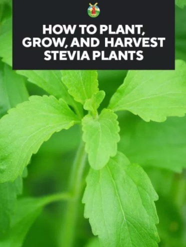 Growing Stevia: How To Plant, Grow, And Harvest Stevia Plants