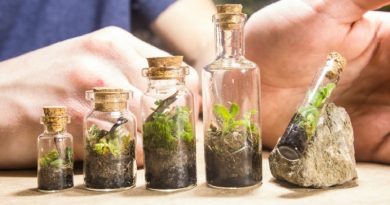 native terrariums