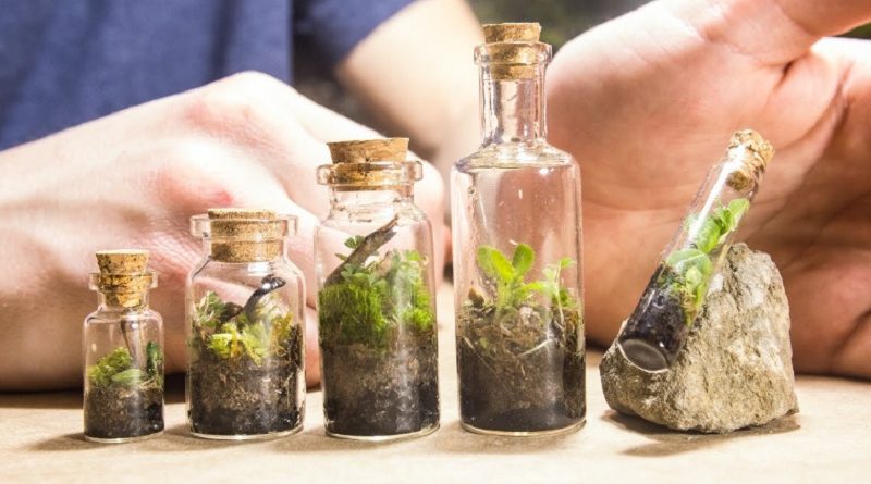 native terrariums