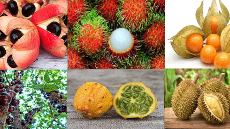 Top 10 Rarest And Tastiest Fruits In The World