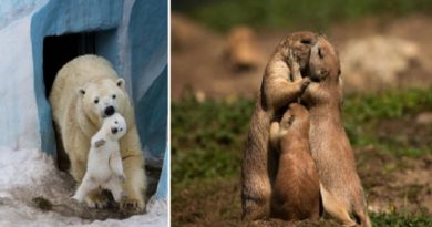 Animals Are Also Parents! Here Are Some Moments From Animal Parenting!