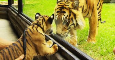 Watch As Two Cubs Meet An Adult Tiger For The First Time — This Is Too Cute! (VIDEO)