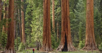 17 BIGGEST Trees In The World (VIDEO)