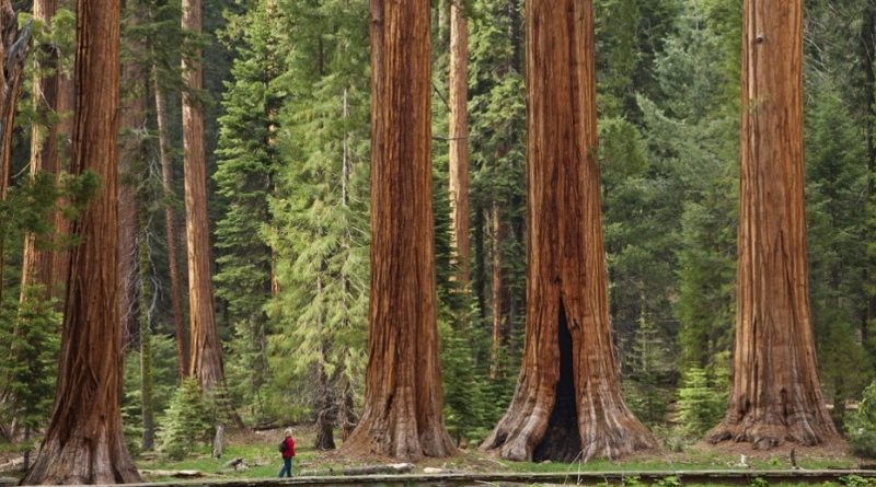 17 biggest trees