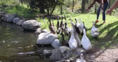 Ducks