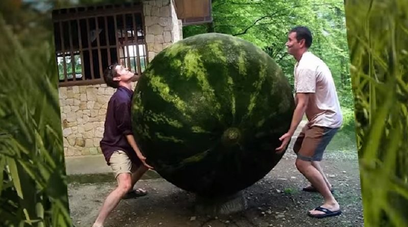 Giant Fruits